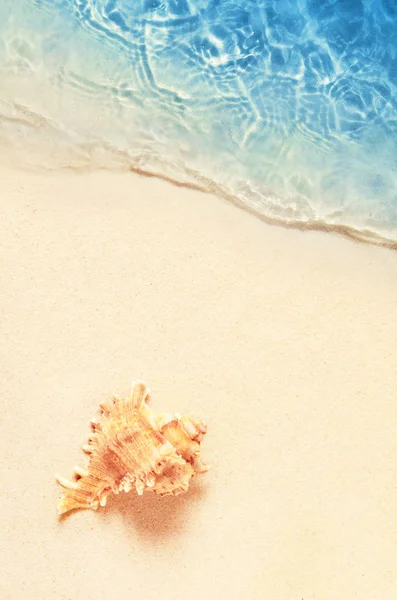 Seashell en la playa de verano en agua de mar. Fondo de verano. Hora de verano . — Foto de Stock