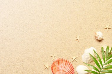 Yaz yeşil palmiye yaprağı ve kabukları ile arka plan. Beach doku. Uzay kopyalayın. Üstten Görünüm