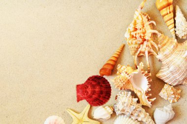 Kumsalda deniz kabukları. Yaz dönemi. Üst görünüm