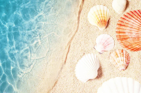 Seashell på sommaren stranden i havsvatten. Sommaren bakgrund. Sommar. — Stockfoto