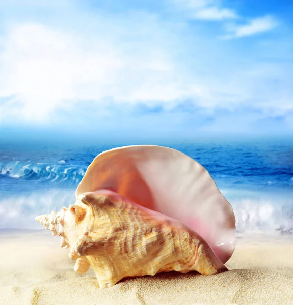 夏のビーチ。砂と背景として、海の貝殻. — ストック写真