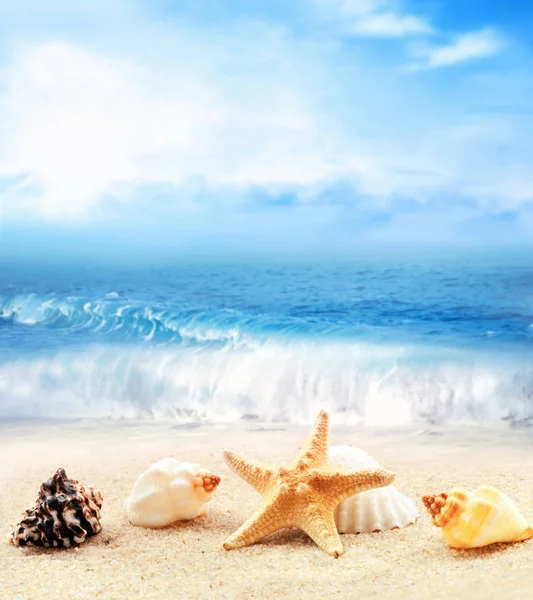 Summer beach. Seashell and starfish on a sand and ocean as background. Stock Photo