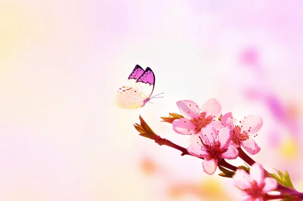 Bela primavera floral fundo abstrato da natureza e borboleta. Ramo de pêssego florescente no fundo de céu rosa-claro. Para cartões de Páscoa e primavera com espaço de cópia — Fotografia de Stock