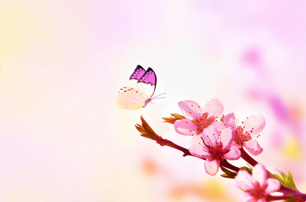 Beautiful floral spring abstract background of nature and butterfly. Branch of blossoming peach on light pink sky background. For easter and spring greeting cards with copy space