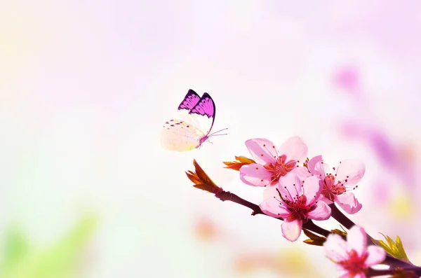 Güzel çiçek bahar arka plan doğa ve kelebek. Hafif pembe gökyüzü arka plan üzerinde çiçek açması şeftali dalı. Paskalya ve bahar için tebrik kartları kopya alanı ile — Stok fotoğraf