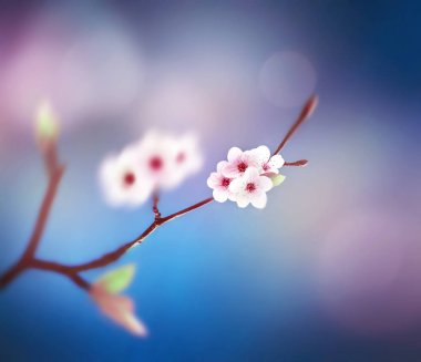 Güzel çiçek bahar arka plan doğa. Mavi gökyüzü arka plan üzerinde çiçek şube.