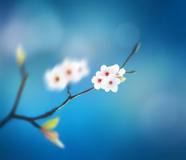 Schöne Blumen Frühling abstrakten Hintergrund der Natur. Zweig der Blüte auf blauem Himmel Hintergrund. — Stockfoto