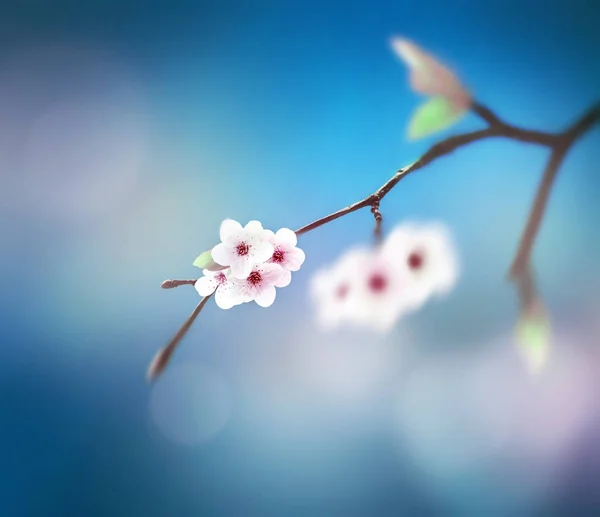 Vacker blommig vår abstrakt bakgrund av naturen. Gren av blommande på blå himmel bakgrund. — Stockfoto