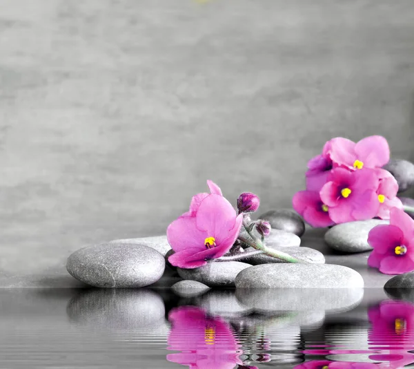 Purple flower and stone zen spa on grey background