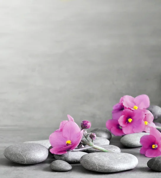 Purple flower en Stone Zen Spa op grijze achtergrond — Stockfoto