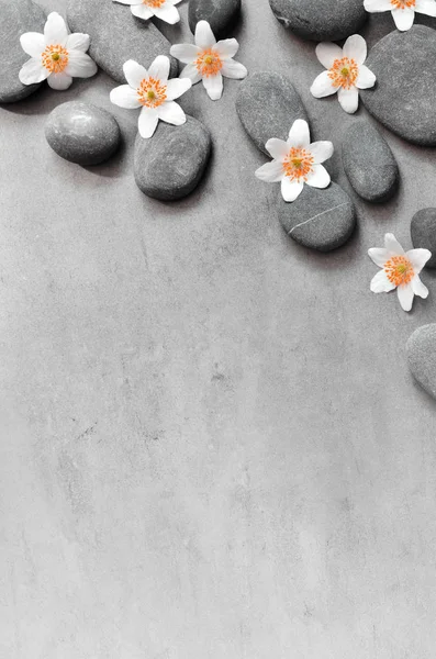 Біла квітка і кам'яний дзен спа на сірому фоні — стокове фото