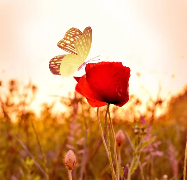美丽的蝴蝶，漂亮的花。夏日风景 — 图库照片