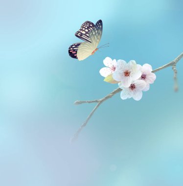 beyaz çiçek, gökyüzü arka plan güzel kelebeği