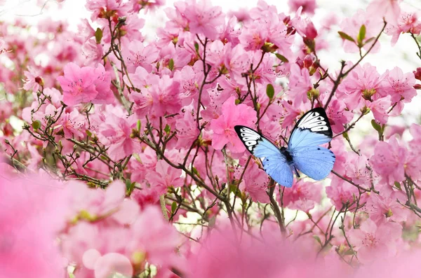 ピンクの花ツツジロドデンドロン。グループ明るいセリーズ花の背景. — ストック写真