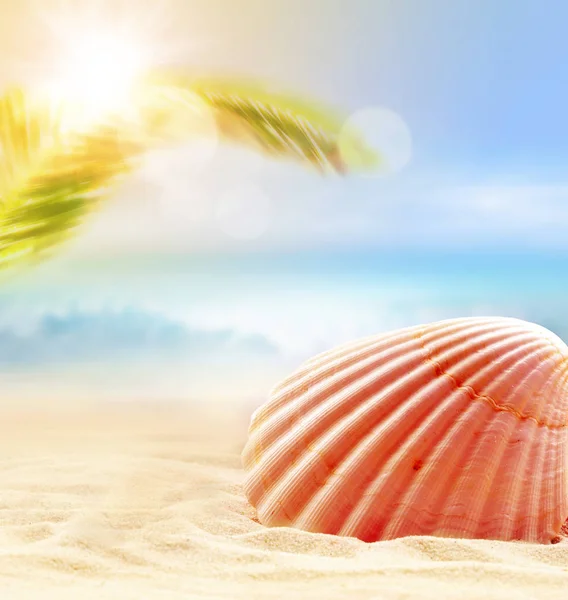 Zomer strand. Zeeschelp op een zand en de Oceaan als achtergrond. — Stockfoto