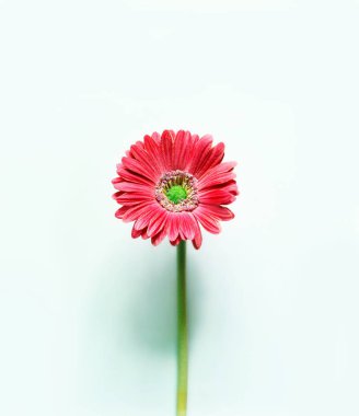 Mavi arka planda Gerbera papatyası. Minimalist kavram