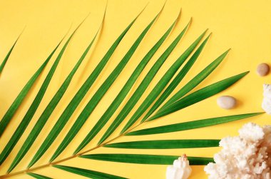 Yaz titreşimleri. Tropik palmiye yaprağı, deniz kabuğu ve deniz yıldızı. Düz yatış, üst görünüm