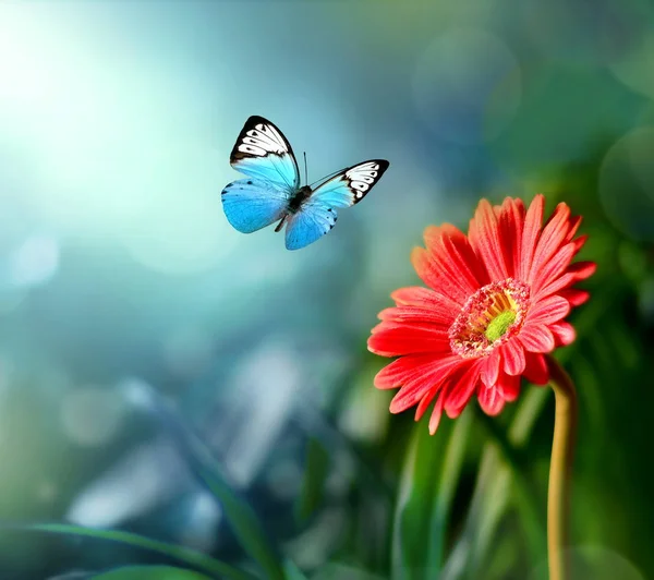 Gerbera con sfondo sfocato lucido. Sfondo della natura — Foto Stock