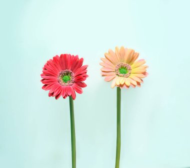 Mavi arka planda Gerbera papatyası. Minimalist kavram