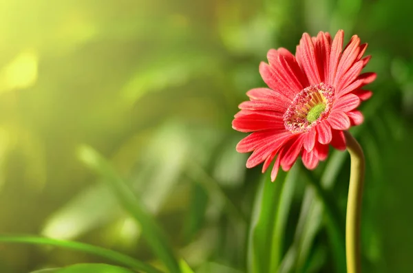 Gerbera se lesklým pozadím. Pozadí přírody — Stock fotografie