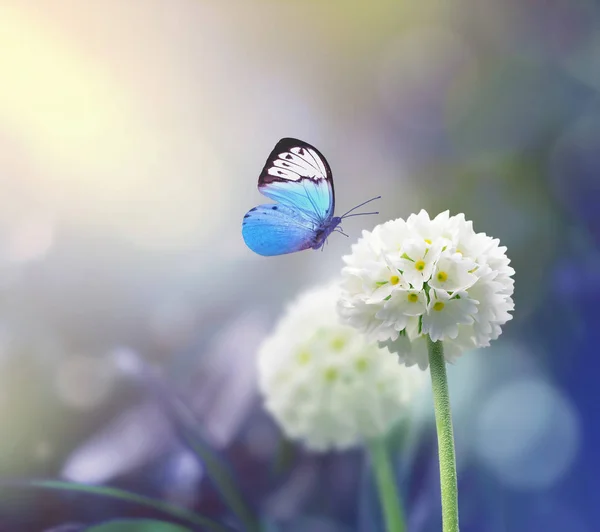 Vit omfattning blommor med blå växt bakgrund och fjäril — Stockfoto