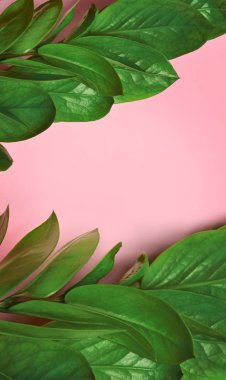 Pembe arka planda yeşil tropikal yapraklar, Üstte görünüm