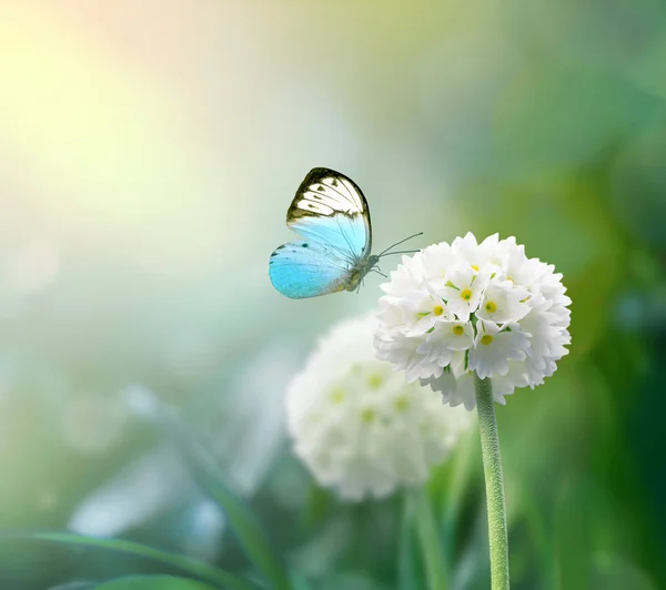 Flores de escopo branco com fundo de grama verde e borboleta — Fotografia de Stock