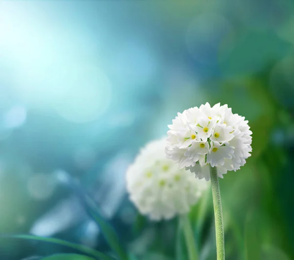 Fiori di ambito bianco con sfondo erba verde — Foto Stock