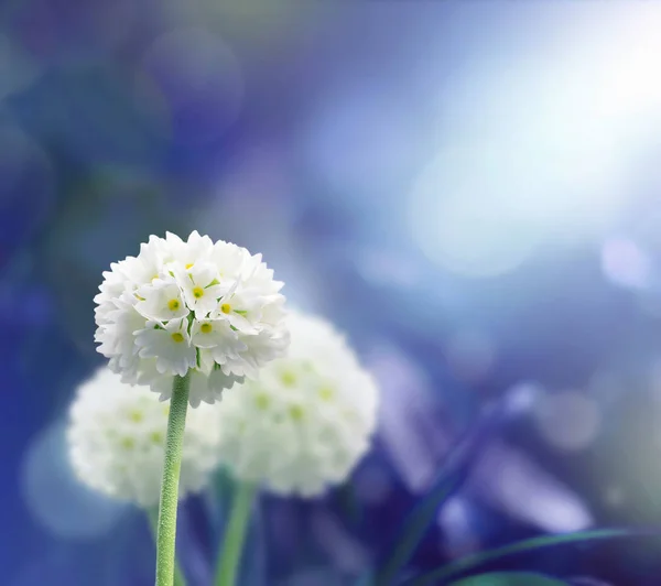 Vit omfattning blommor med blå växt bakgrund — Stockfoto