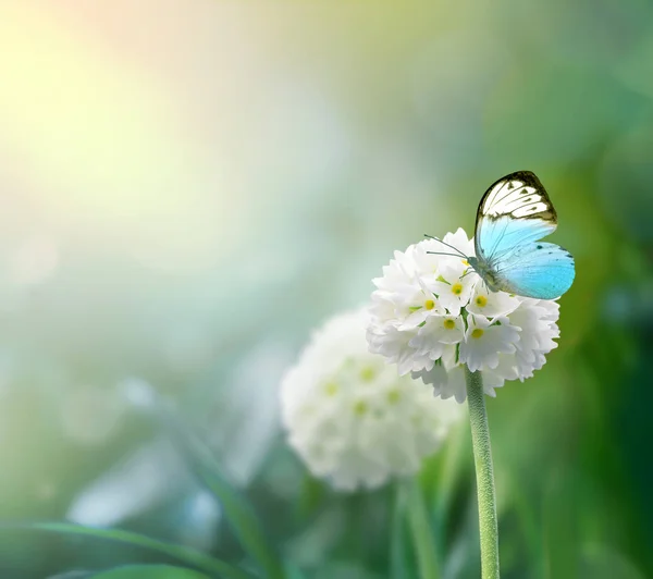 Flores de escopo branco com fundo de grama verde e borboleta — Fotografia de Stock