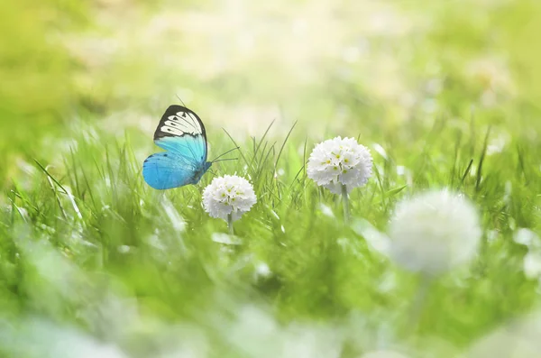 Summer background. Green grass, white flower and butterfly on the meadow — Stock Photo, Image