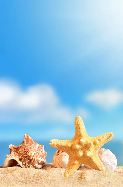 Spiaggia estiva. Seashell e stelle marine su sabbia e oceano come sfondo — Foto Stock