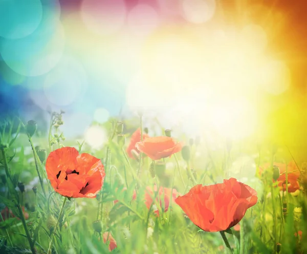 Łąka z czerwonymi kwiatami. Miękki efekt świetlny. — Zdjęcie stockowe