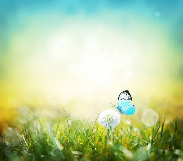 White scope flowers with green grass background and butterfly. — 스톡 사진
