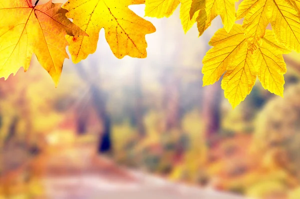Autumn background. Yellow leaf in autumn park on a blurred background — Stock Photo, Image