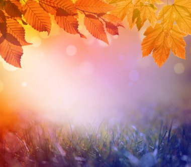 Sonbahar arka planı. Bulanık bir arka plan üzerinde sonbahar parkta Turuncu yaprak