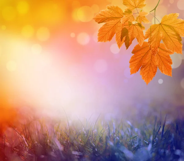 Autumn background. Orange leaf in autumn park on a blurred background — Stock Photo, Image