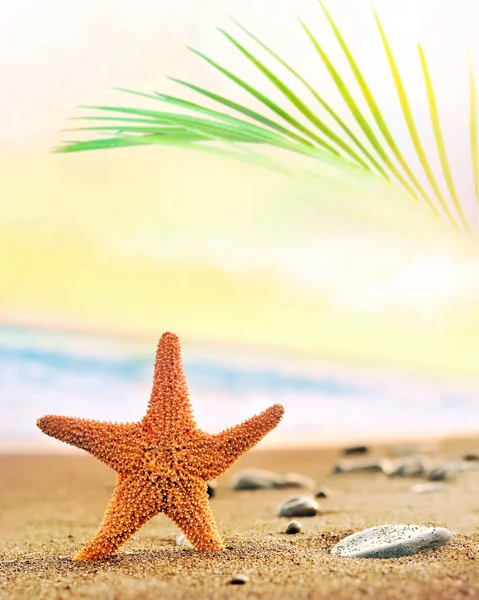 Fondo de playa de verano. Arena, hoja de palma, estrellas de mar, mar y cielo. Concepto de verano . — Foto de Stock