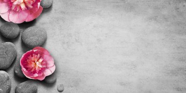 Spa taşları ile düz yatıyordu kompozisyon, gri arka plan üzerinde pion pembe çiçek.