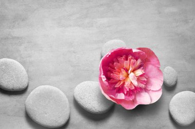 Spa taşları ile düz yatıyordu kompozisyon, gri arka plan üzerinde pion pembe çiçek.