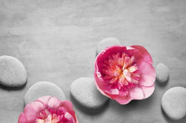 Spa taşları ile düz yatıyordu kompozisyon, gri arka plan üzerinde pion pembe çiçek.