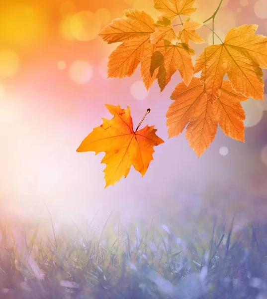 Falling yellow leaves and grass bokeh background with sun beams. — Stock Photo, Image