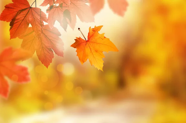 Falling yellow leaves and grass bokeh background with sun beams. — Stock Photo, Image