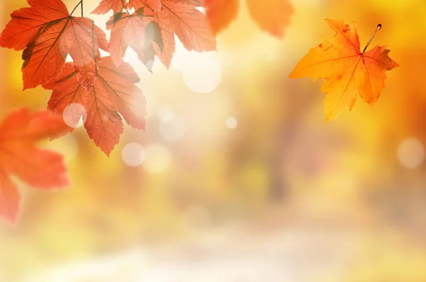 Falling yellow leaves and grass bokeh background with sun beams. — Stock Photo, Image