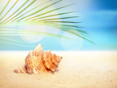 Deniz kumlu plaj ve palm