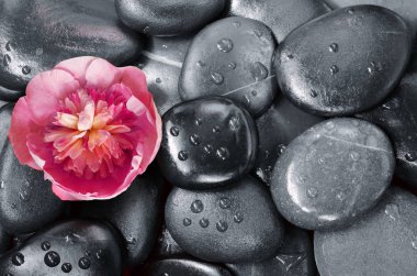 Arka plan olarak gri çakıl üzerinde kırmızı çiçek seti.