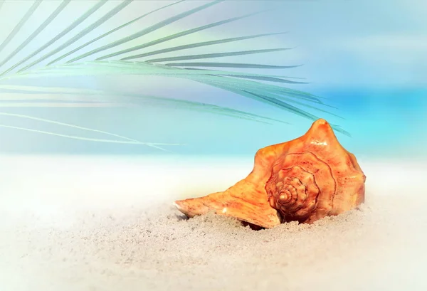 Conchas na praia de areia e palma — Fotografia de Stock