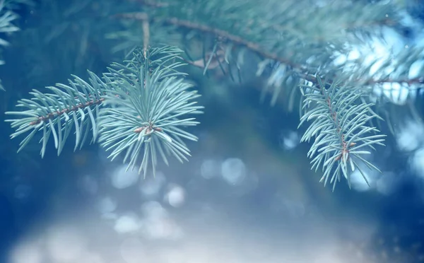 Flou d'hiver fond lumineux. Paysage de Noël avec branches de pin dans le gel . — Photo