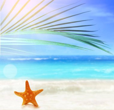 Beyaz kum ve tropikal palmiye yaprağının içinde deniz yıldızı olan yaz plajı.