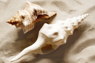 Tropikal kumsalda deniz kabuğu. Yaz konsepti.
